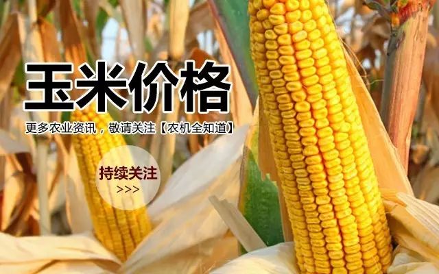 山东最新玉米价格揭秘，最新行情动态！